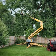 Best Lawn Disease Treatment  in Savage, MD