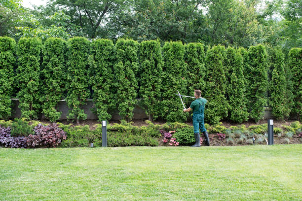 Best Tree Risk Assessment  in Savage, MD