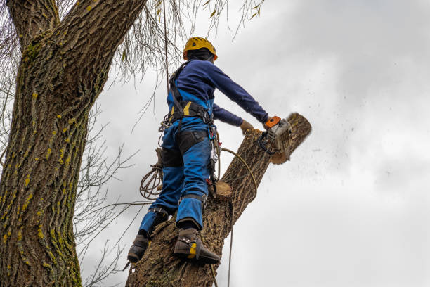 Best Tree Removal  in Savage, MD