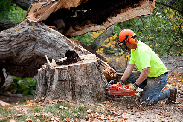 Best Tree Cabling and Bracing  in Savage, MD