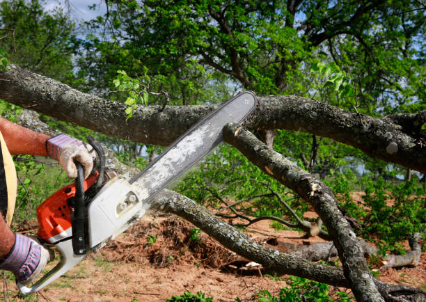 Best Tree and Shrub Care  in Savage, MD
